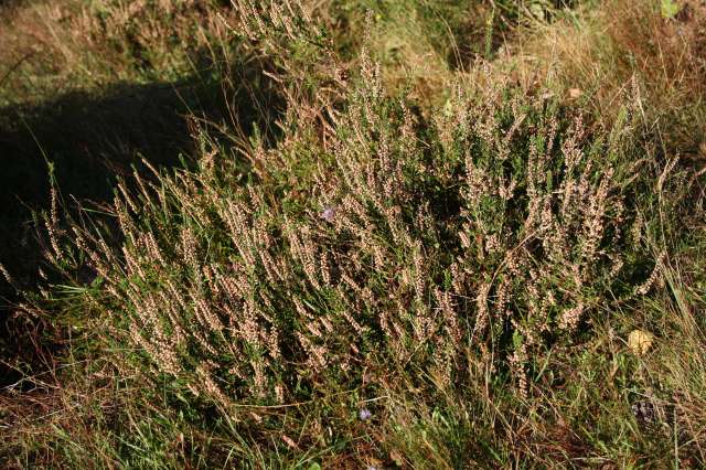 La lande à bruyères de Néthen -- 16/10/11 La lande à bruyères de Néthen -- 16/10/11