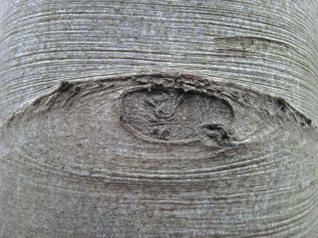32, Basse-Biez : un jardin naturel -- 22/04/11 32, Basse-Biez : un jardin naturel -- 22/04/11