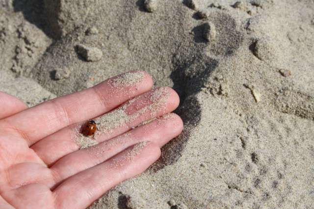Coccinelle en vacance à la mer -- 04/08/11 Coccinelle en vacance à la mer -- 04/08/11