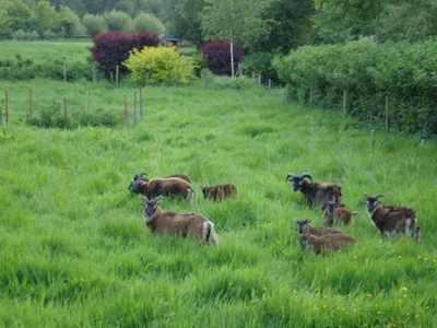 Un jardin à saute-mouton. -- 25/05/09 Un jardin à saute-mouton. -- 25/05/09