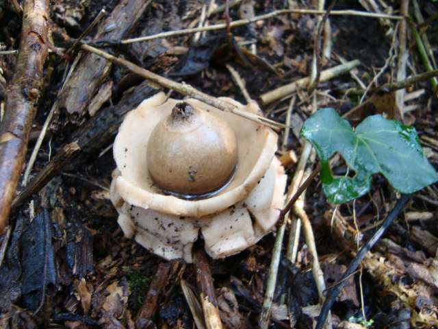 A la découverte des champignons ( 1 ) -- 16/10/09 A la découverte des champignons ( 1 ) -- 16/10/09