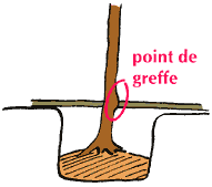 Comment planter un arbre -- 26/11/11 Comment planter un arbre -- 26/11/11