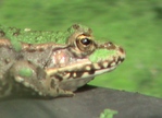 Le chant des grenouilles, une nuisance�? -- 29/06/11