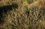 La lande � bruy�res de N�then -- 16/10/11