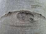 32, Basse-Biez�: un jardin naturel -- 22/04/11
