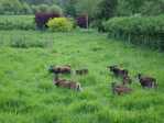 Un jardin � saute-mouton. -- 25/05/09
