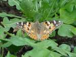 Papillons, nous sommes l�!  -- 03/08/09