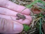 Petit 'Bufo' et petite 'Rana' -- 04/08/09