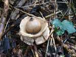 A la d�couverte des champignons ( 1 ) -- 16/10/09