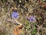 Nethen: de joyeuses fourmis pour une lande � bruy�res -- 25/10/08