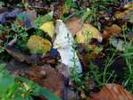 A la d�couverte des champignons (2) -- 27/11/09