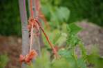 Un potager derri�re les murs. -- 25/05/09