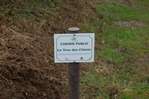 Le trou des chiens: un chemin qui reprend vie. -- 30/11/08