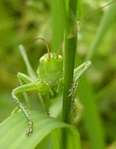 La Biodiversit� � Grez-Doiceau  -- 05/11/08