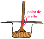 Comment planter un arbre -- 26/11/11